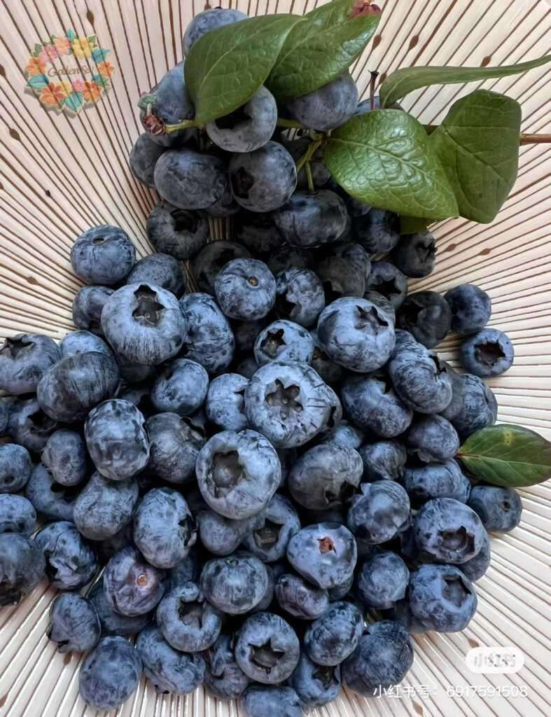 20240517122604543-IMG_1575